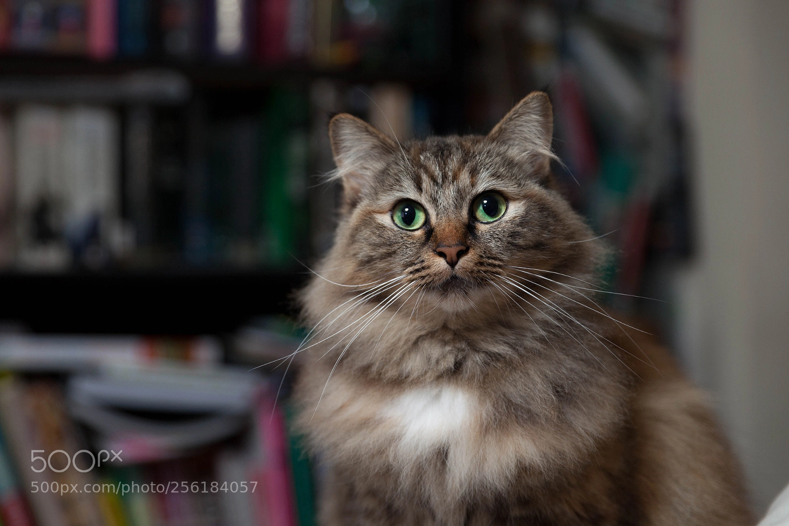 Canon EOS 5D Mark II sample photo. The fluffiest photography