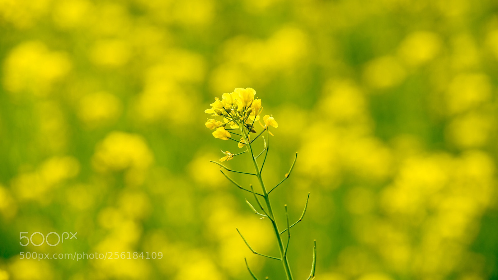 Nikon D750 sample photo. Rape blossoms photography