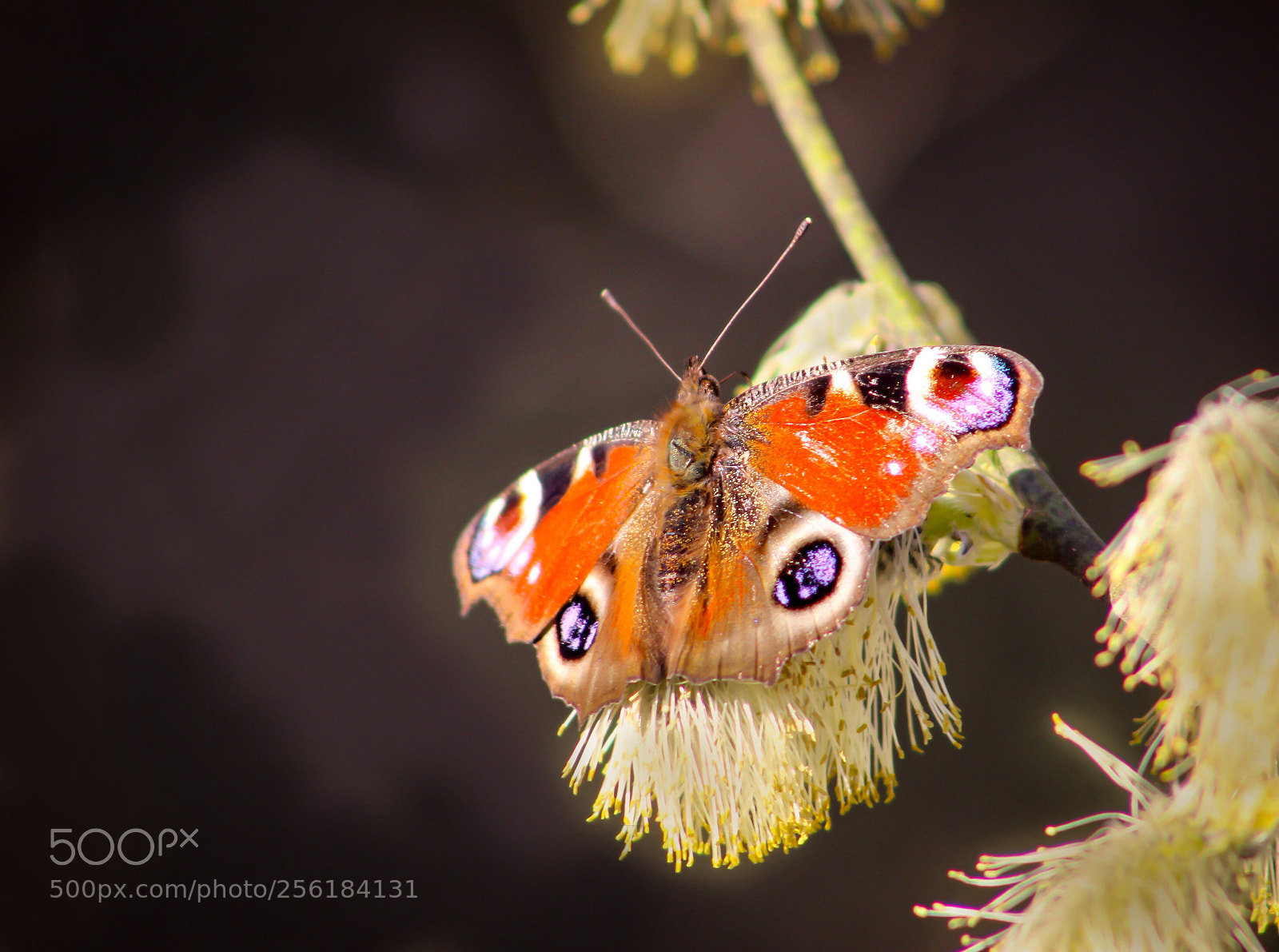 Canon EOS 600D (Rebel EOS T3i / EOS Kiss X5) sample photo. Butterfly’s lunch photography