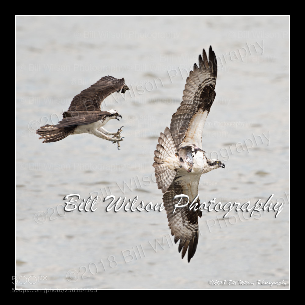 Nikon D500 sample photo. Outrageous osprey action photography
