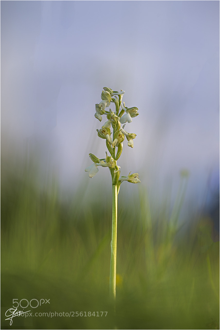 Nikon D610 sample photo. Anacamptis morio alba photography