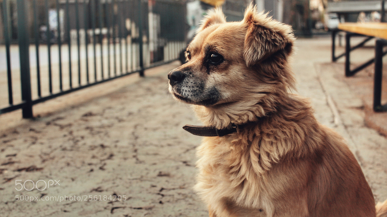 Canon EOS 1300D (EOS Rebel T6 / EOS Kiss X80) sample photo. Maty el perro peludo photography