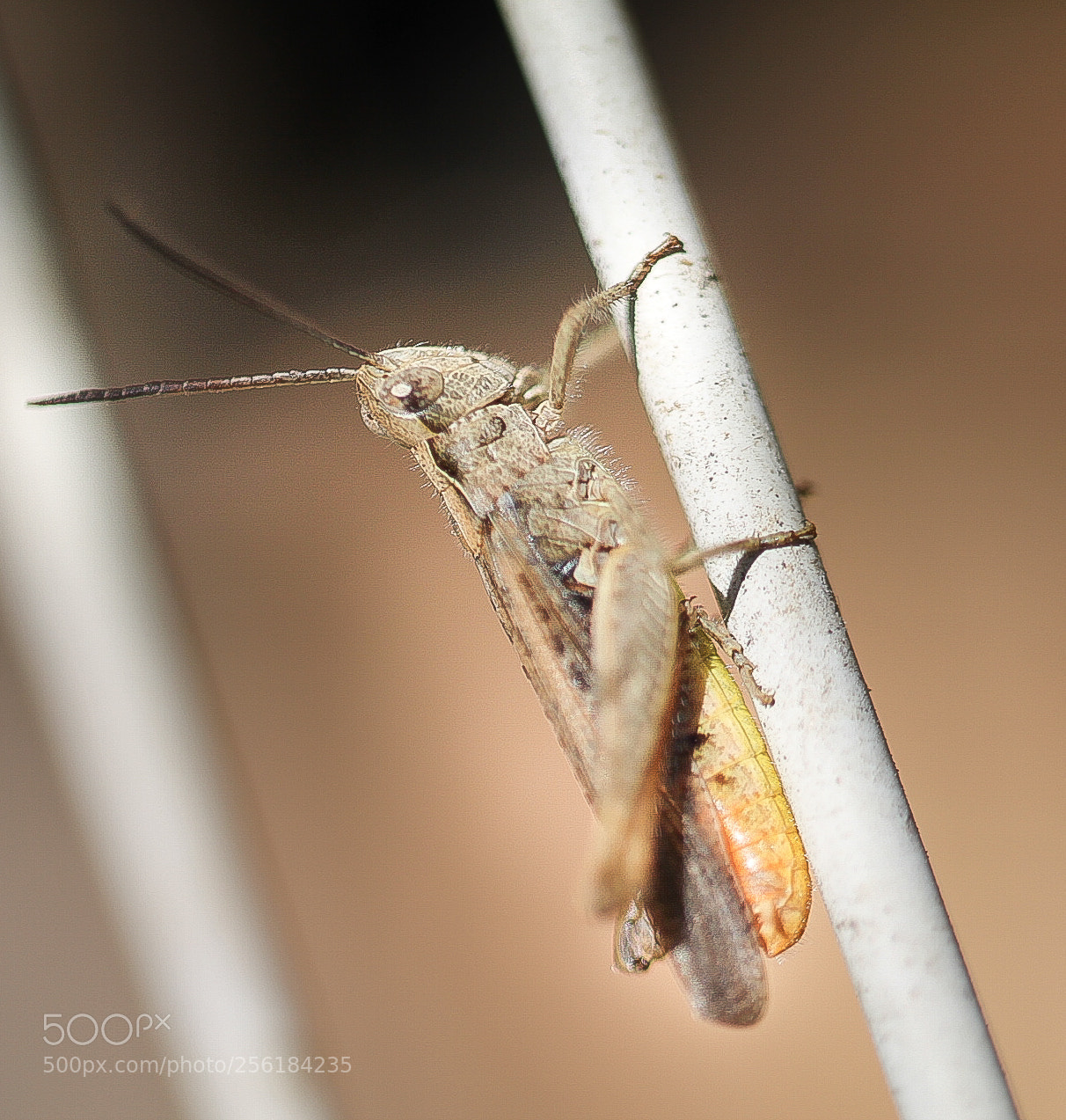 Canon EOS 1100D (EOS Rebel T3 / EOS Kiss X50) sample photo. Chilling grasshopper photography