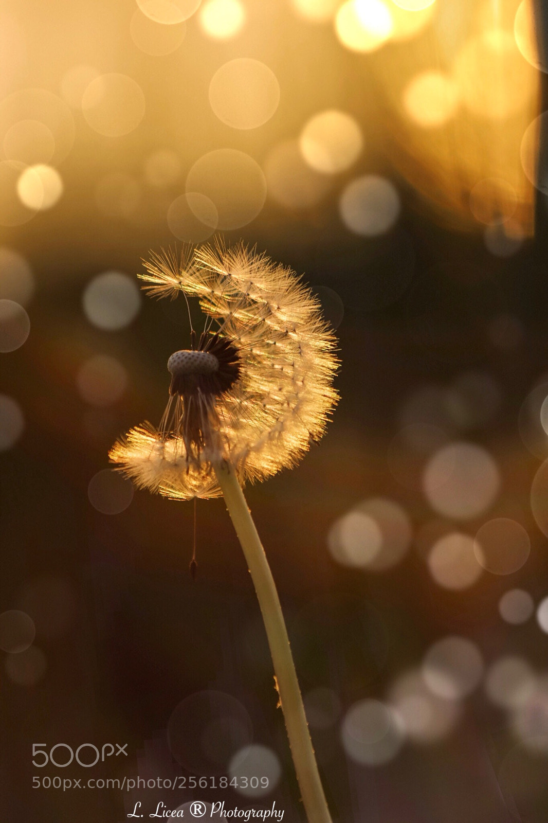 Canon EOS 6D Mark II sample photo. Caress of light  51 photography
