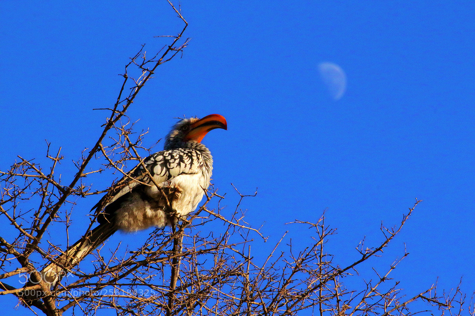 Canon EOS 650D (EOS Rebel T4i / EOS Kiss X6i) sample photo. Zazu by moonlight photography