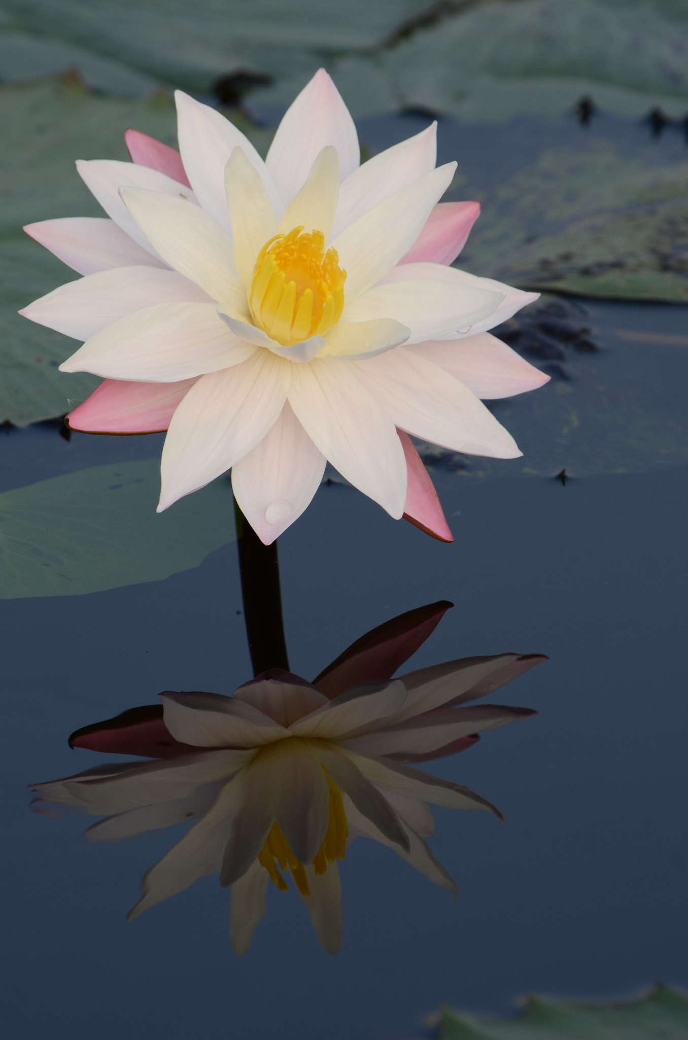 Nikon D5100 sample photo