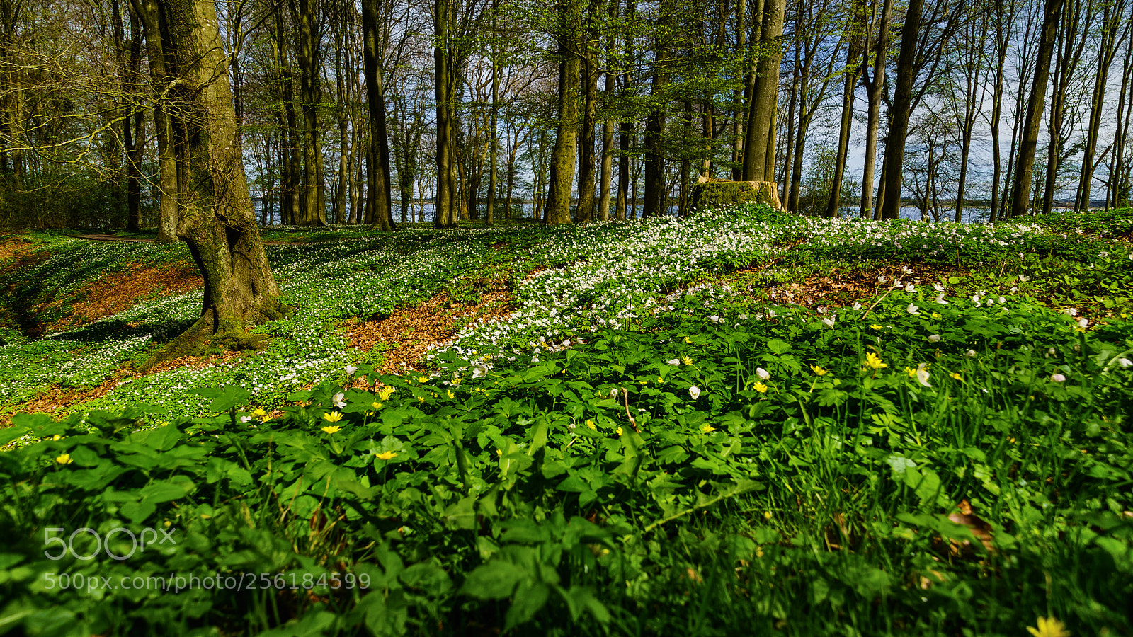 Sony ILCA-77M2 sample photo. Colors of spring ii photography