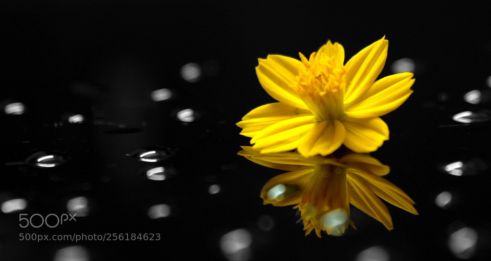 Nikon D5200 sample photo. Black and yellow photography