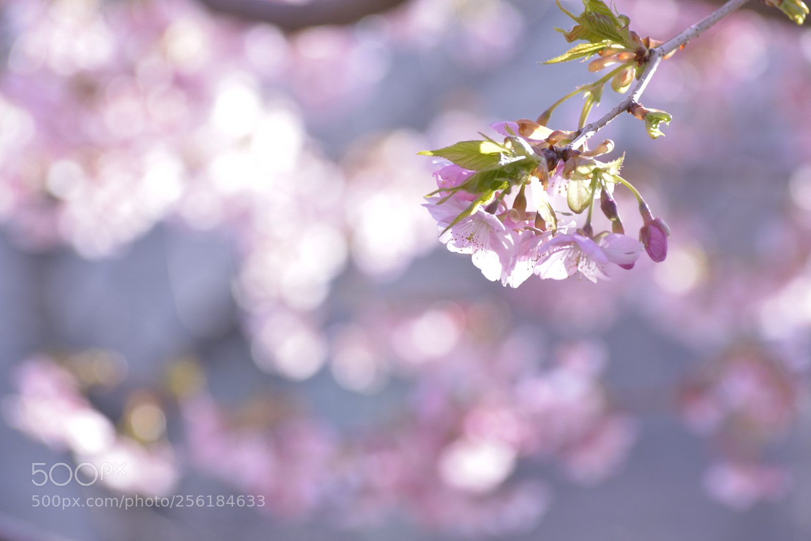 Nikon D800E sample photo. Untitled photography