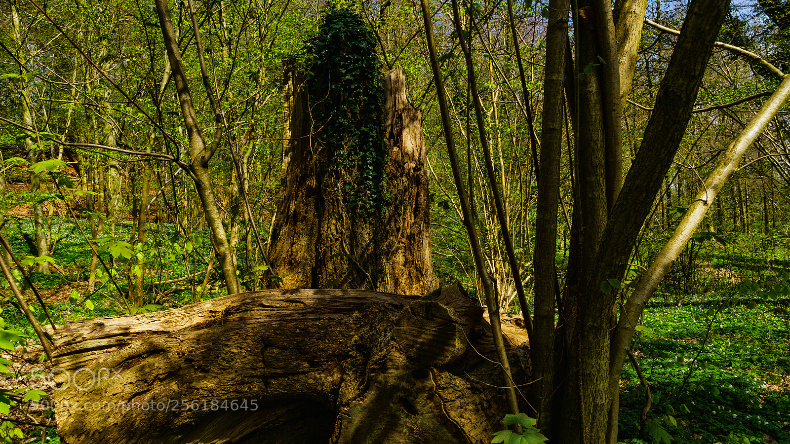 Sony ILCA-77M2 sample photo. Colors of spring v photography