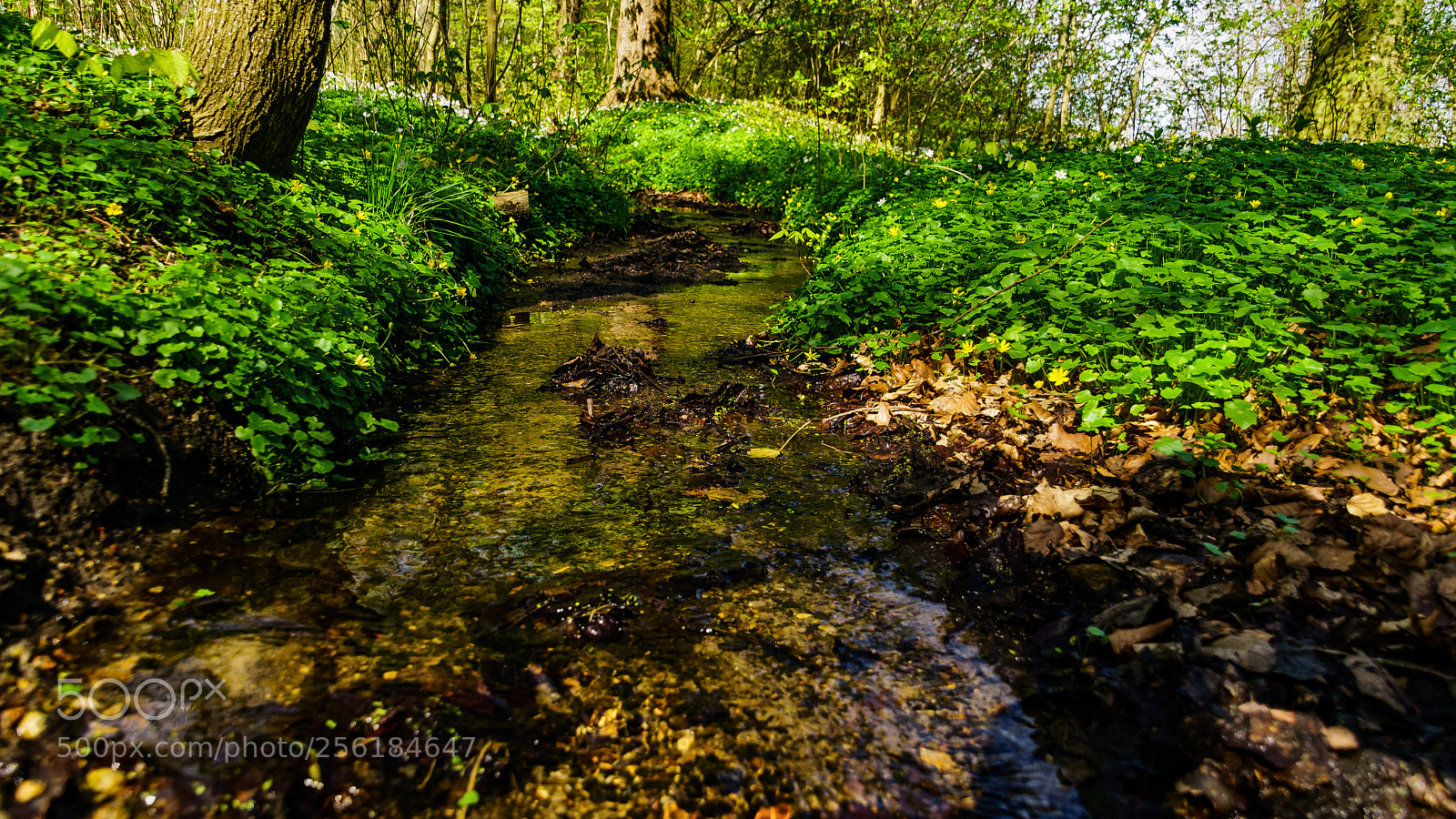 Sony ILCA-77M2 sample photo. Colors of spring iv photography