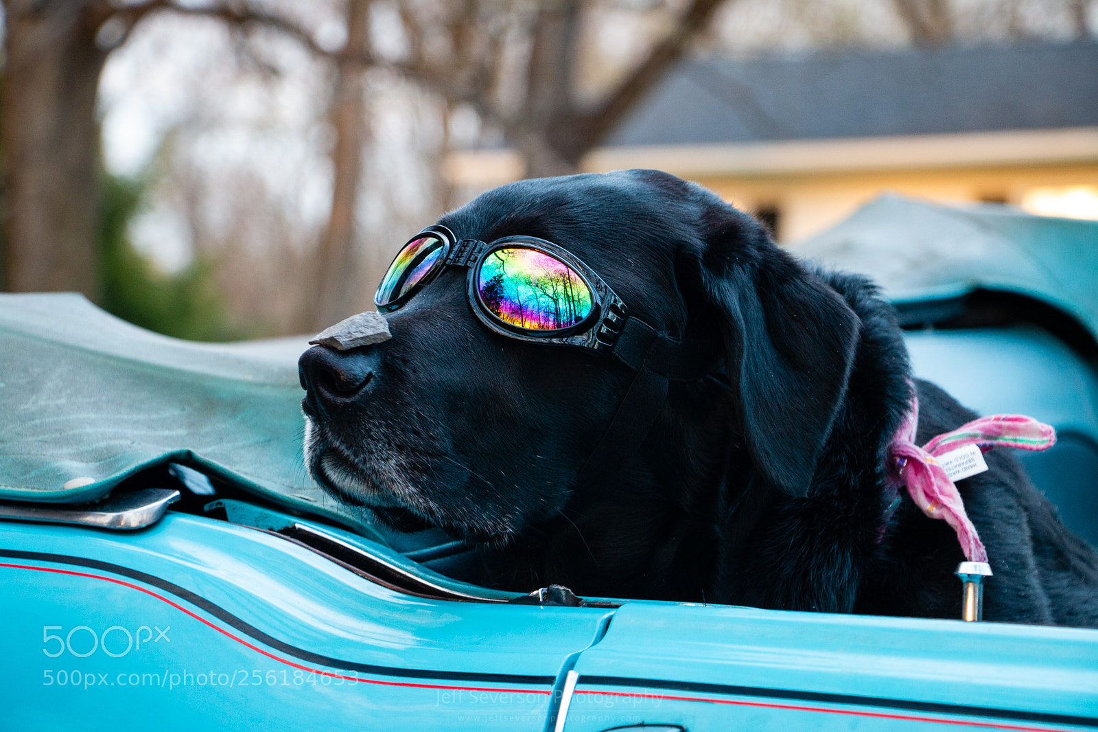 Canon EOS 70D sample photo. One cool dog photography