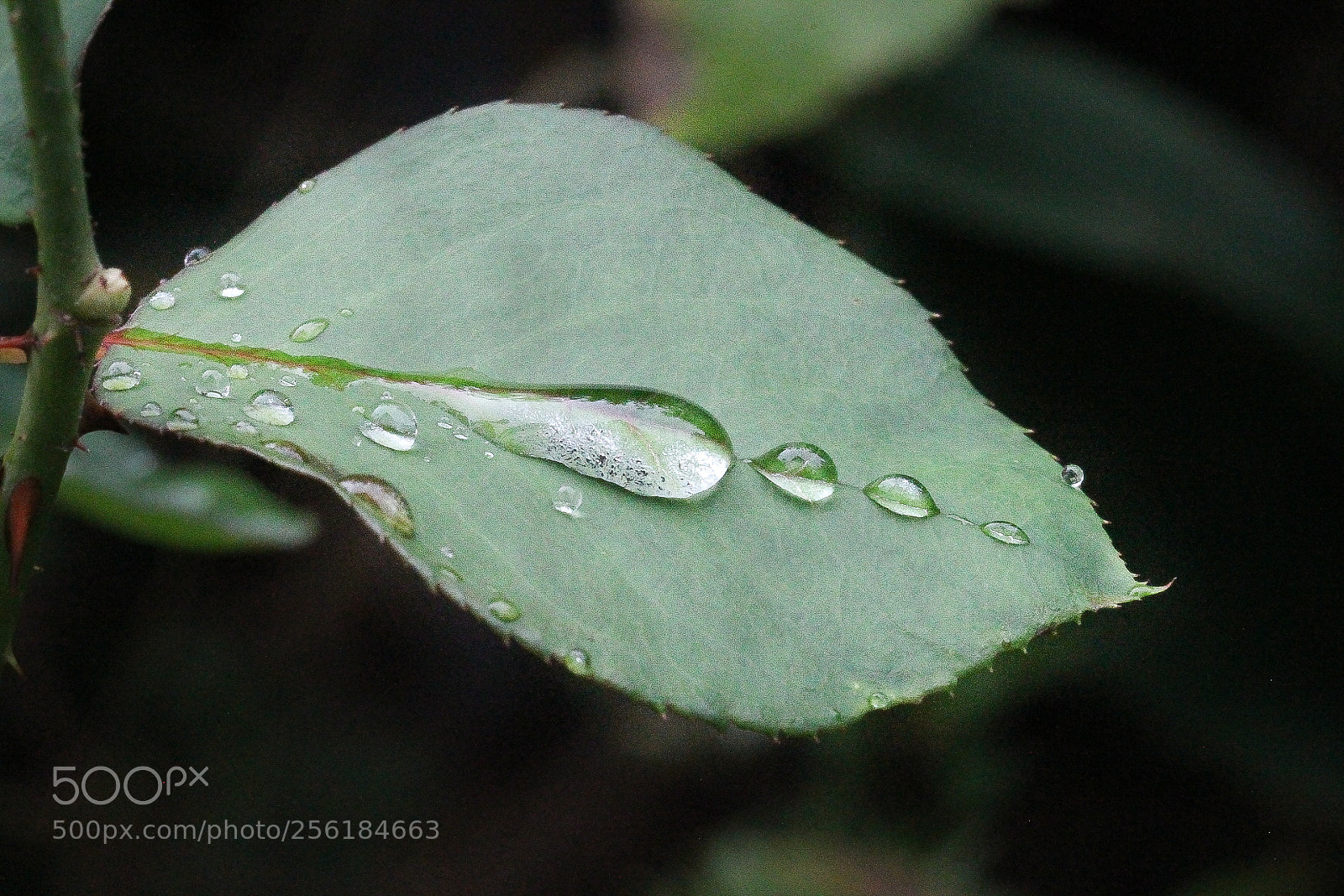 Canon EOS 1100D (EOS Rebel T3 / EOS Kiss X50) sample photo. Morning rain caught on photography