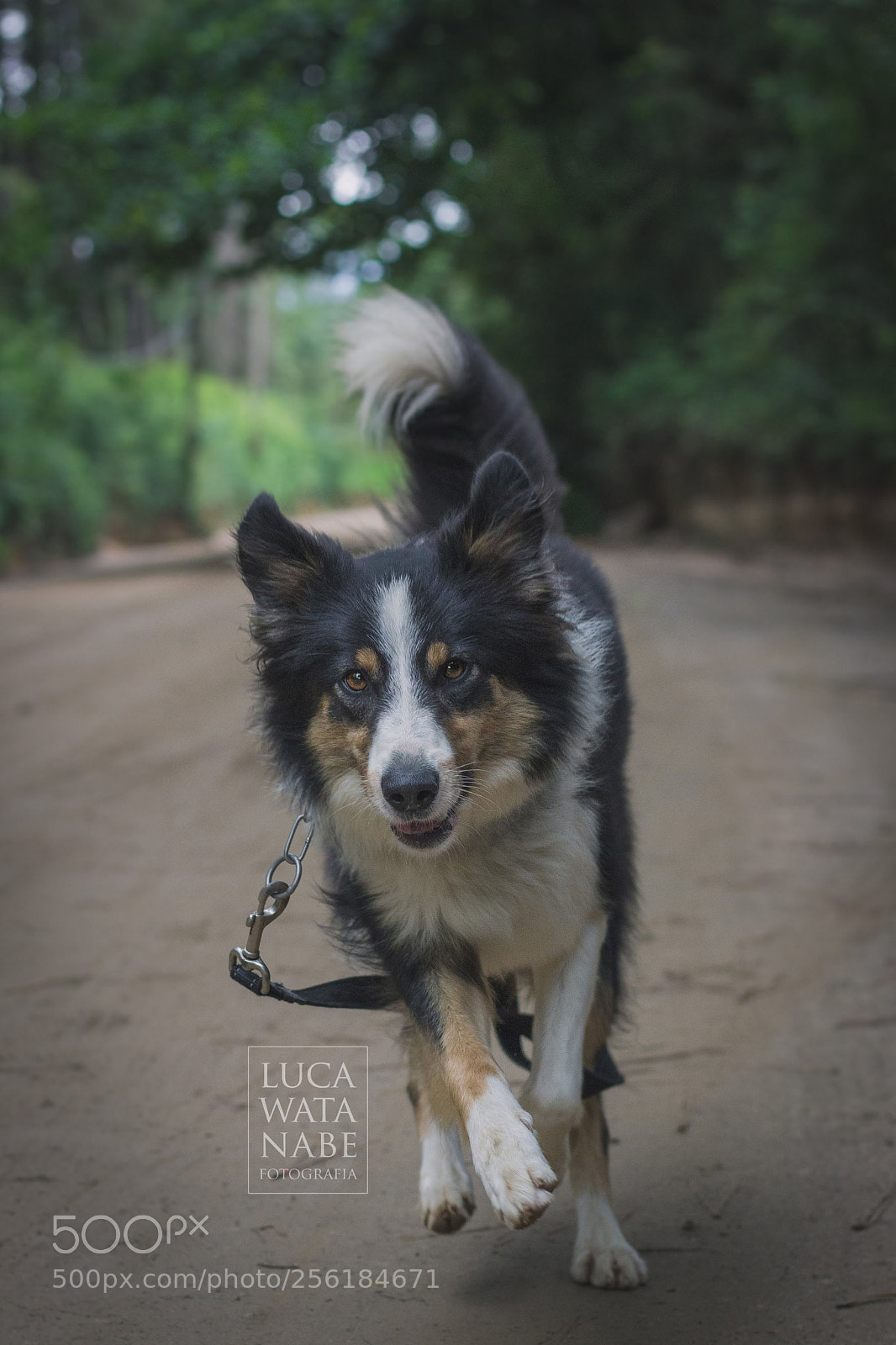 Canon EOS 600D (Rebel EOS T3i / EOS Kiss X5) sample photo. Luna photography