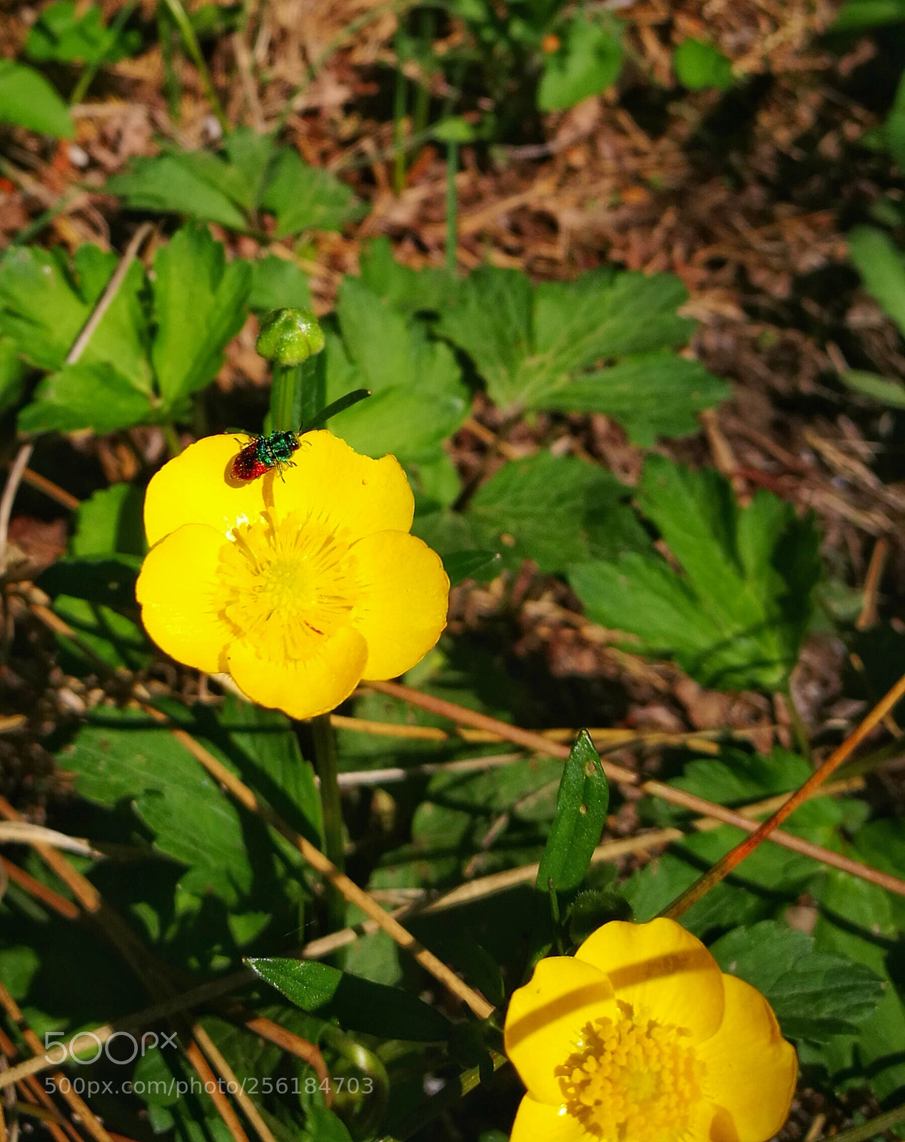 HUAWEI P9 sample photo. Piccola vita photography