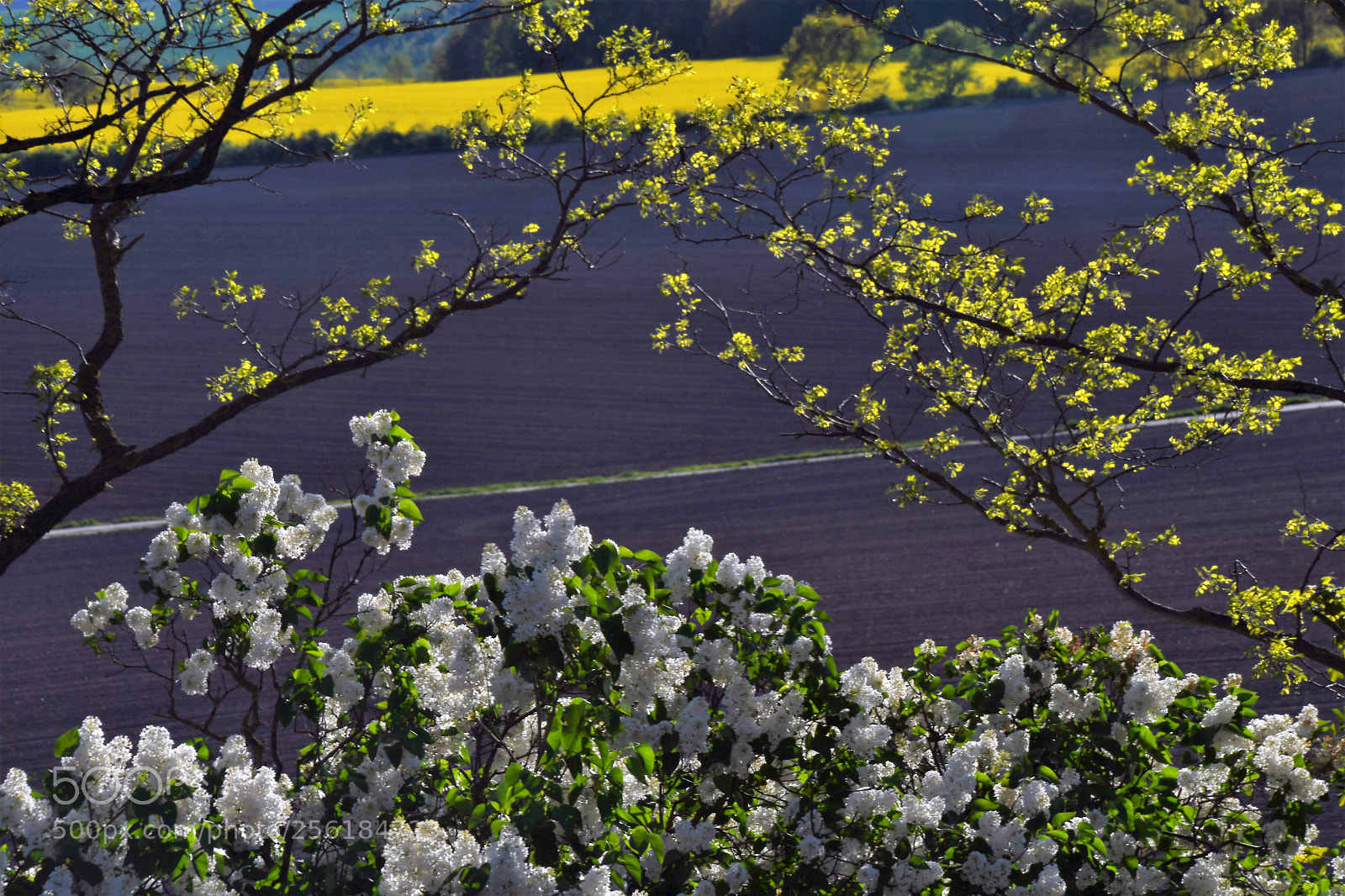 Nikon D500 sample photo. ...well framed... photography