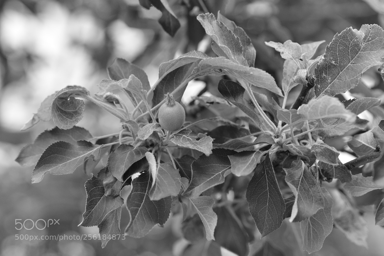 Nikon D800E sample photo. Untitled photography