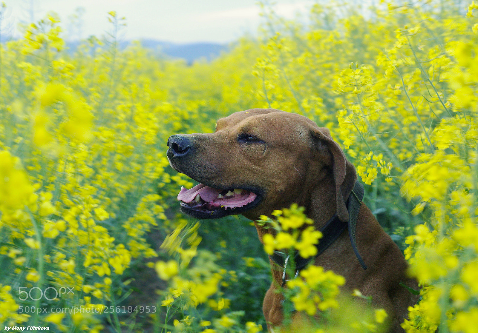Sony ILCA-77M2 sample photo. Yellow bath photography