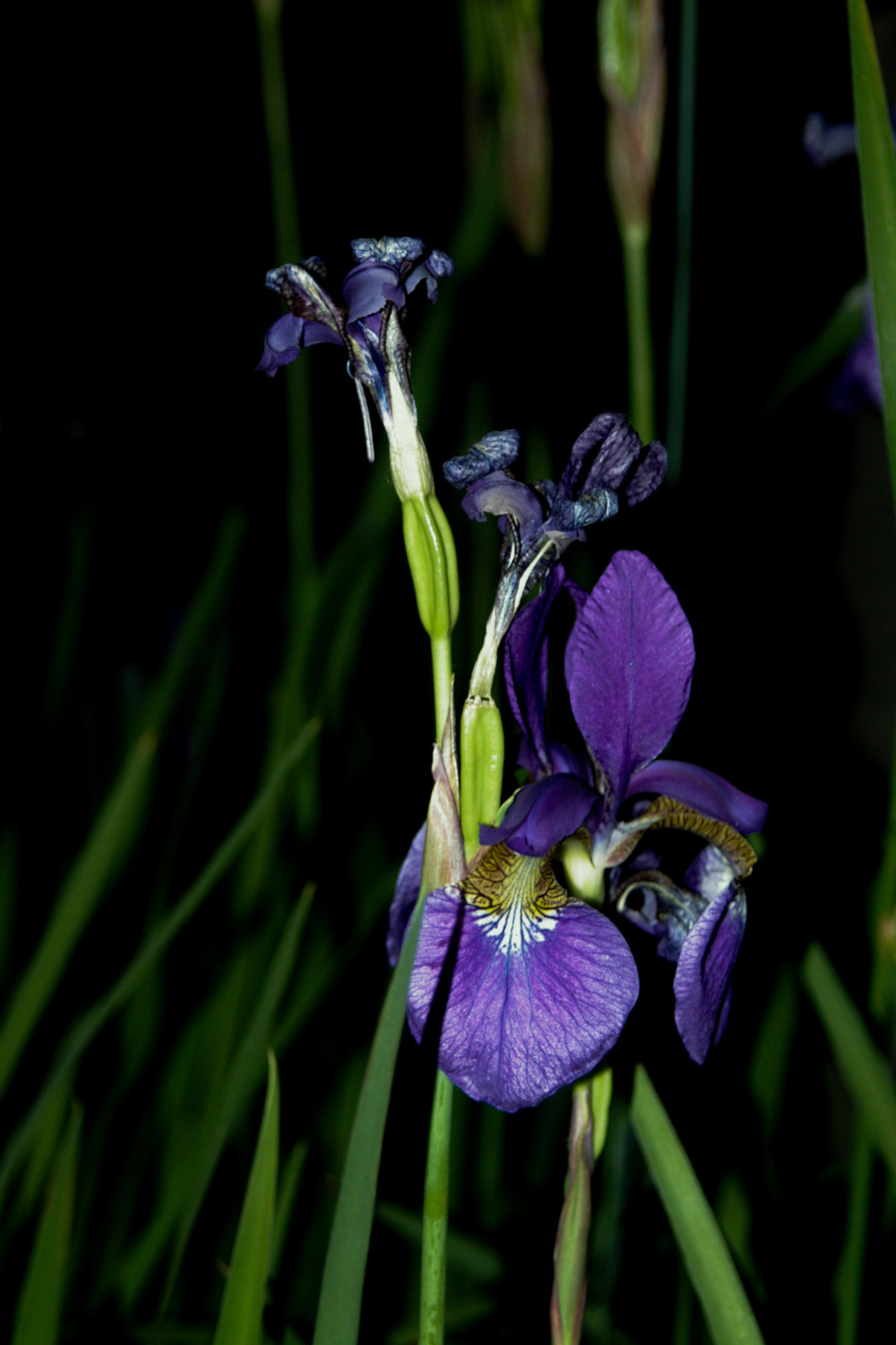 Pentax *ist D sample photo. Flowers at night iii photography