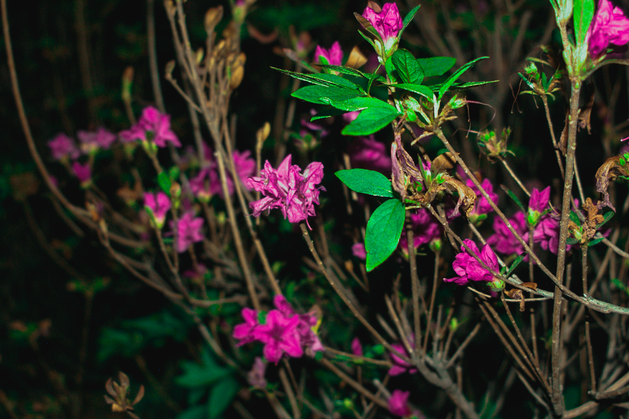 Pentax *ist D sample photo. Flowers at night iv photography