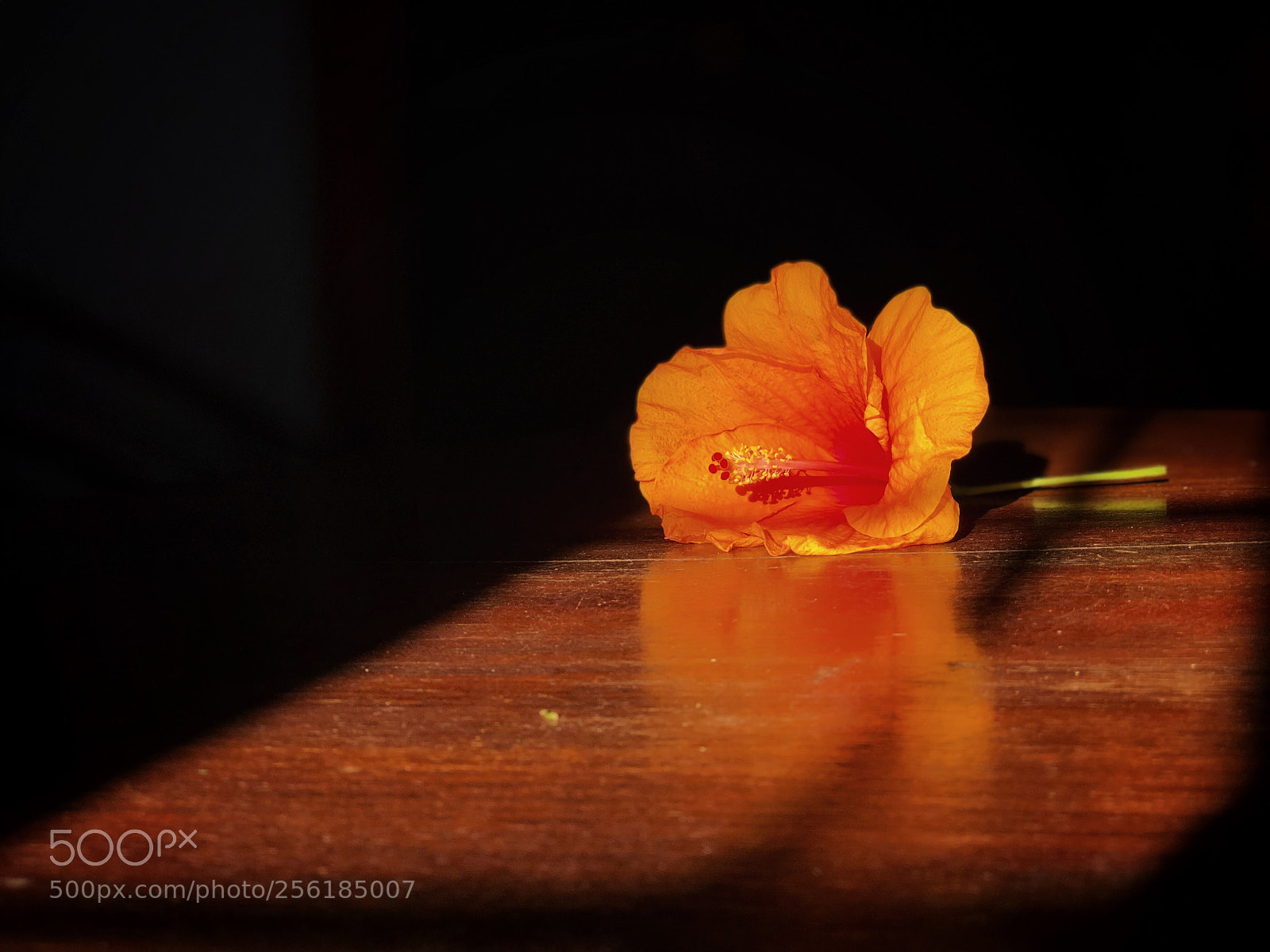 Apple iPhone 8 Plus sample photo. Sunkissed hibiscus orange flower photography