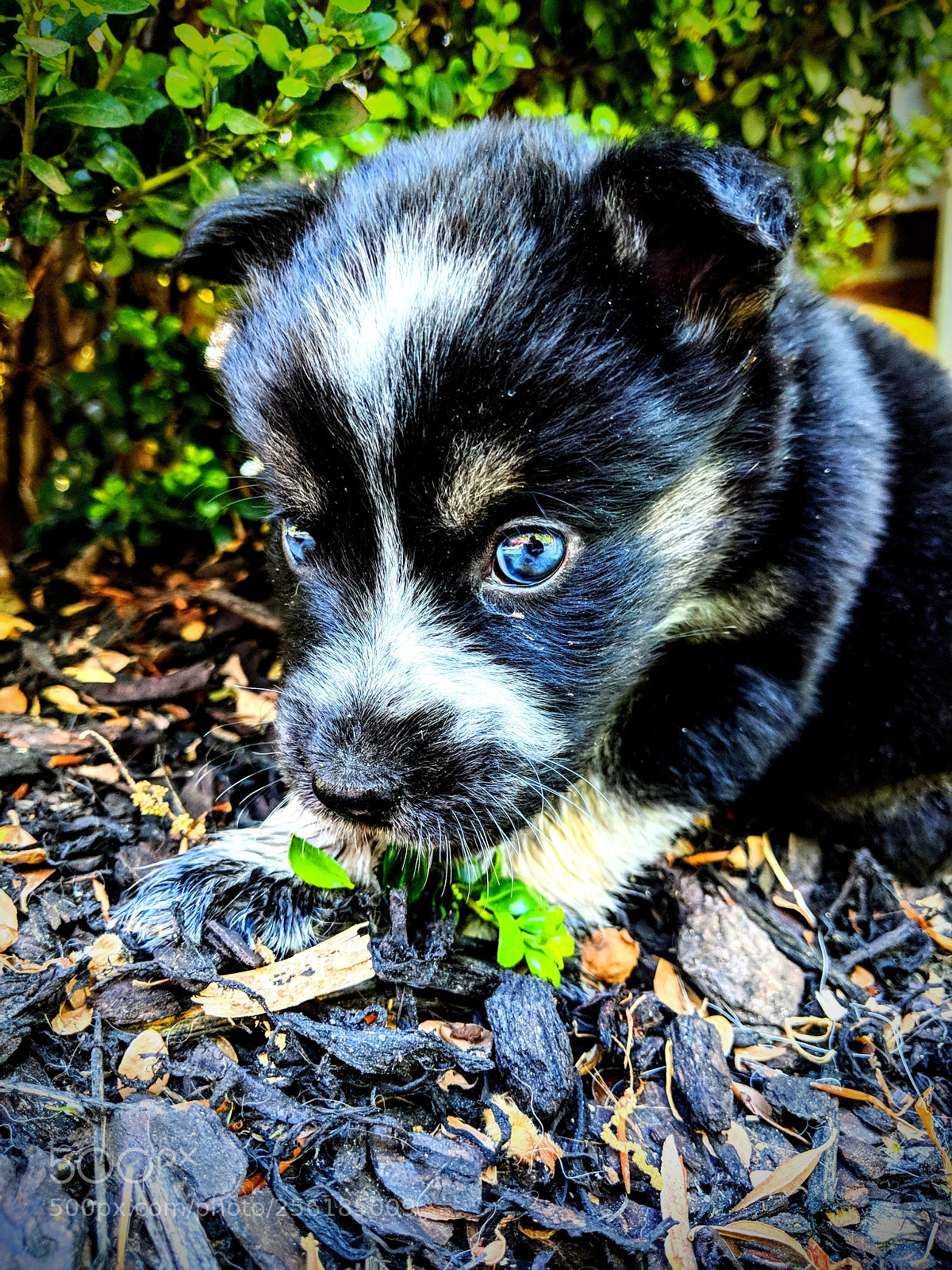 Google Pixel 2 XL sample photo. Puppy playing photography