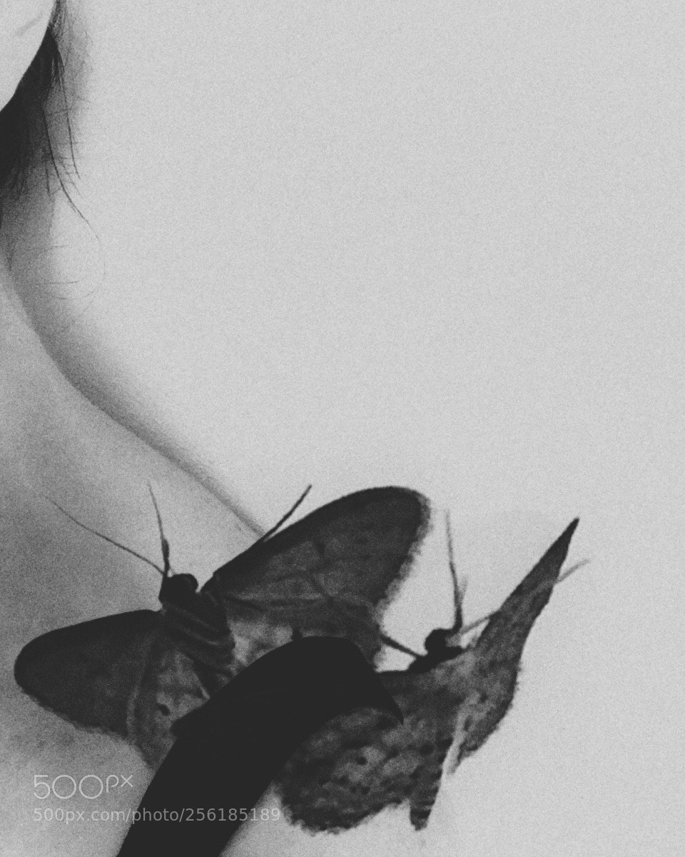 Apple iPhone 6 sample photo. Madame butterfly  photography