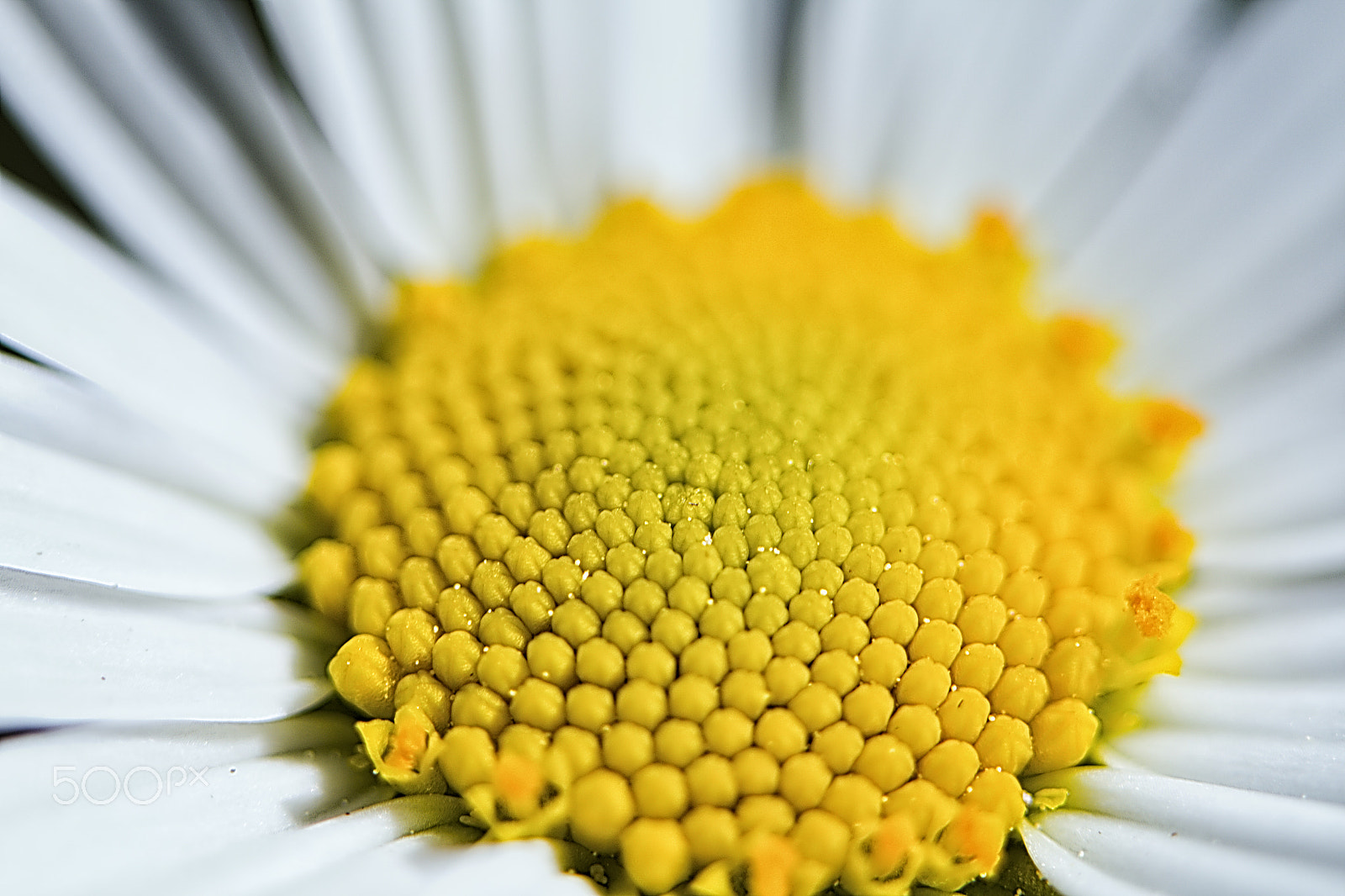 Canon EF 100mm F2.8L Macro IS USM sample photo. Yellow #1 photography