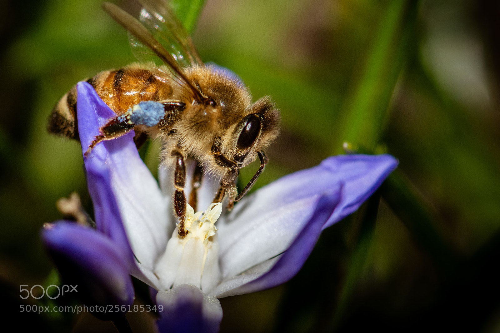 Nikon D7100 sample photo. Honeybee #18 photography