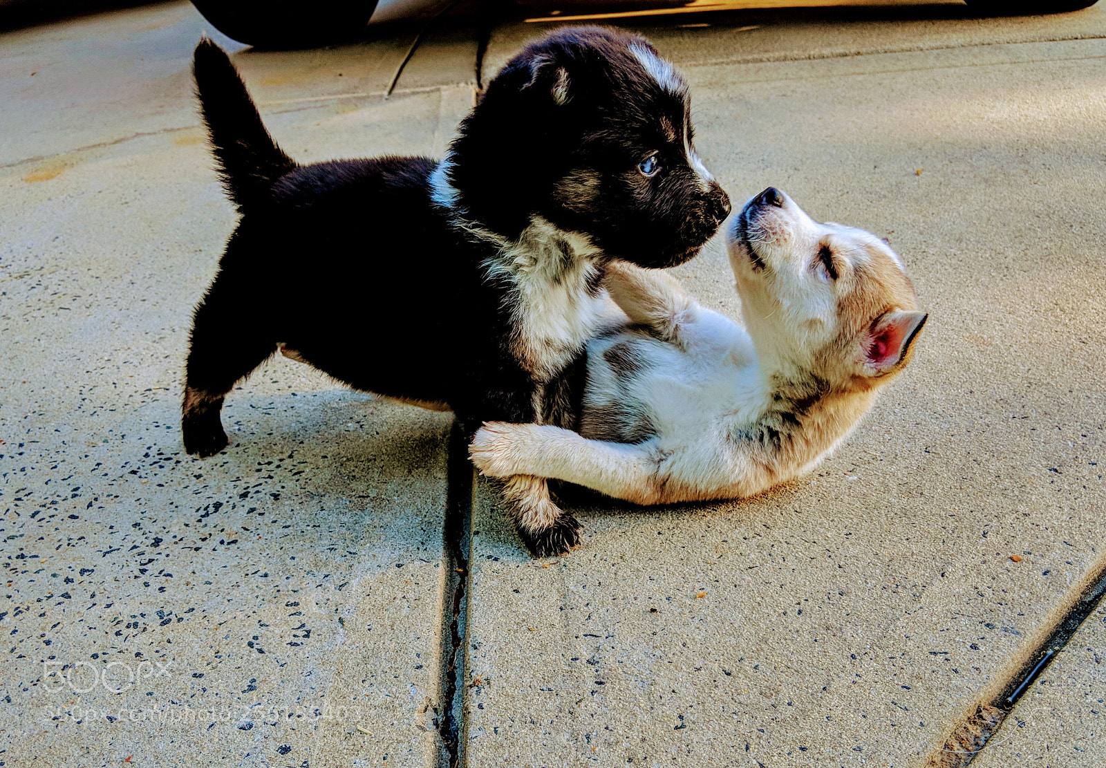 Google Pixel 2 XL sample photo. Playtime photography