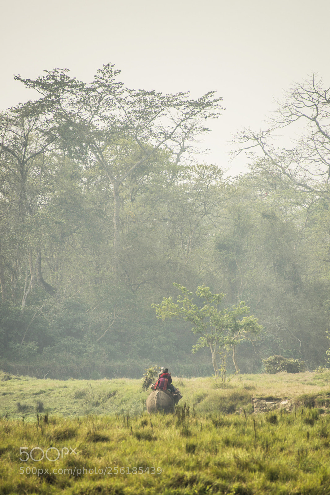 Nikon D610 sample photo. Elephant photography