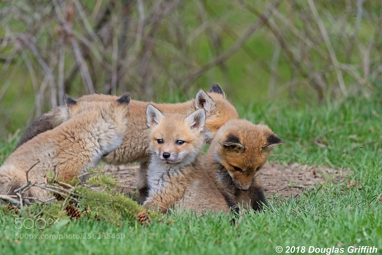 Nikon D500 sample photo. The sentry red fox photography