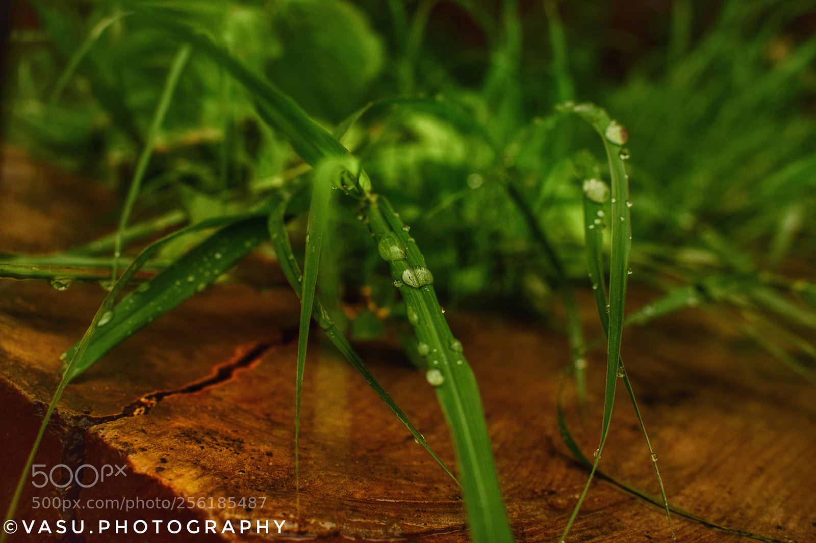 Nikon D3300 sample photo. Raindrops photography