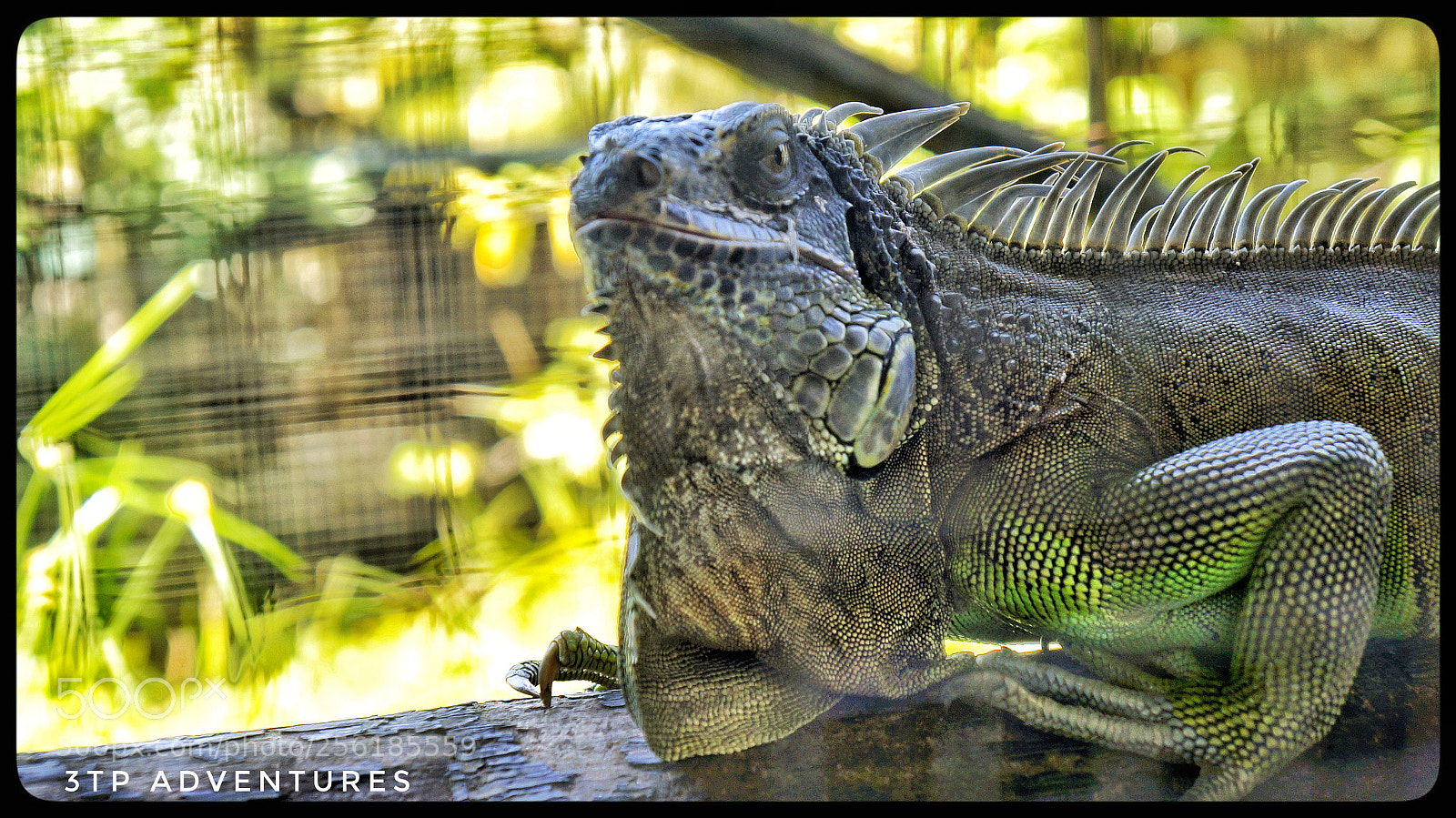Sony Alpha NEX-5N sample photo. Untitled photography