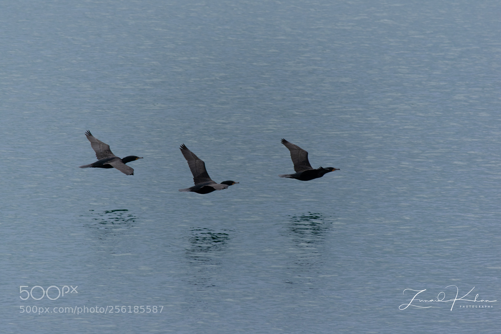 Nikon D3400 sample photo. Three of a kind  photography