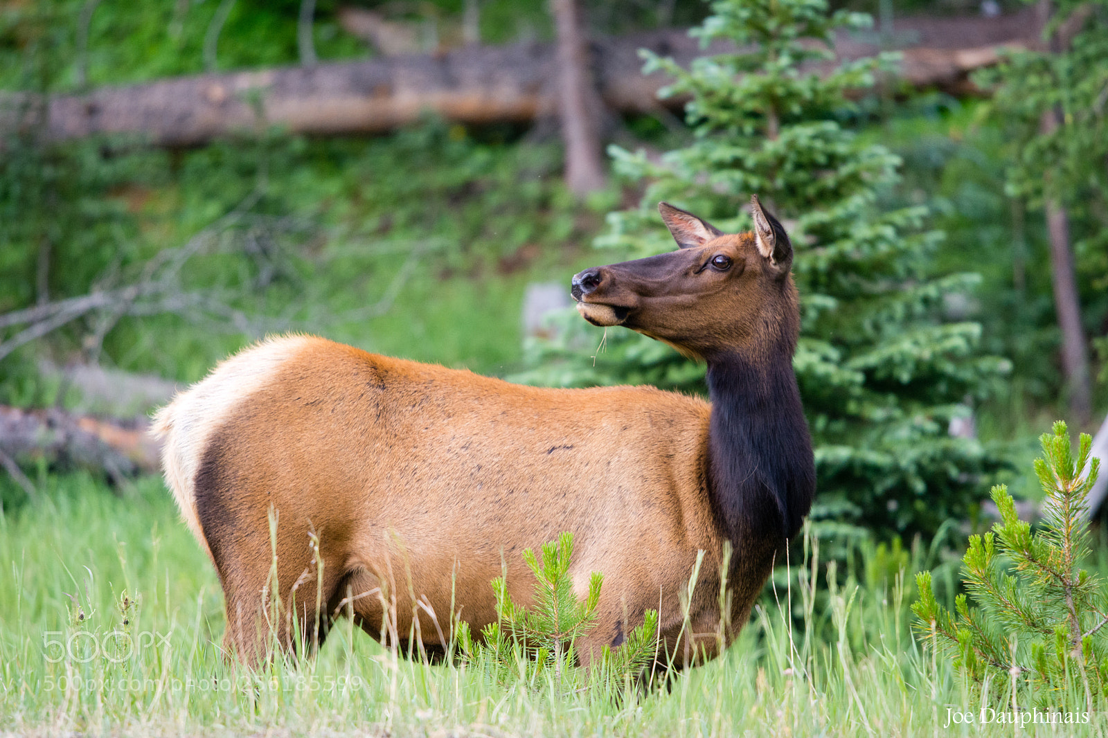 Nikon D7100 sample photo. Elk posing in rmnp photography