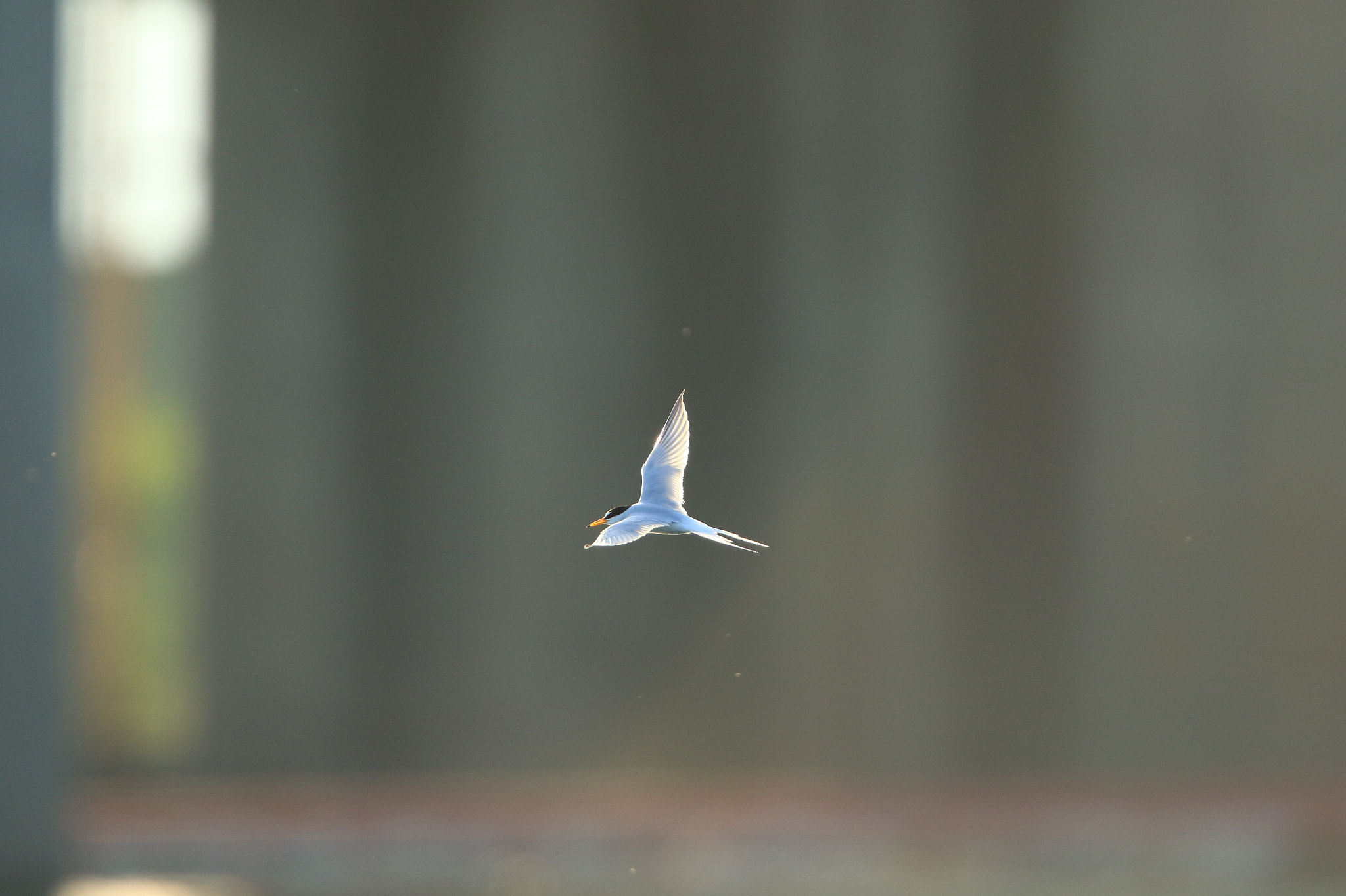 Canon EOS 7D Mark II + Canon EF 400mm F2.8L IS USM sample photo. Little tern  コアジサシ photography