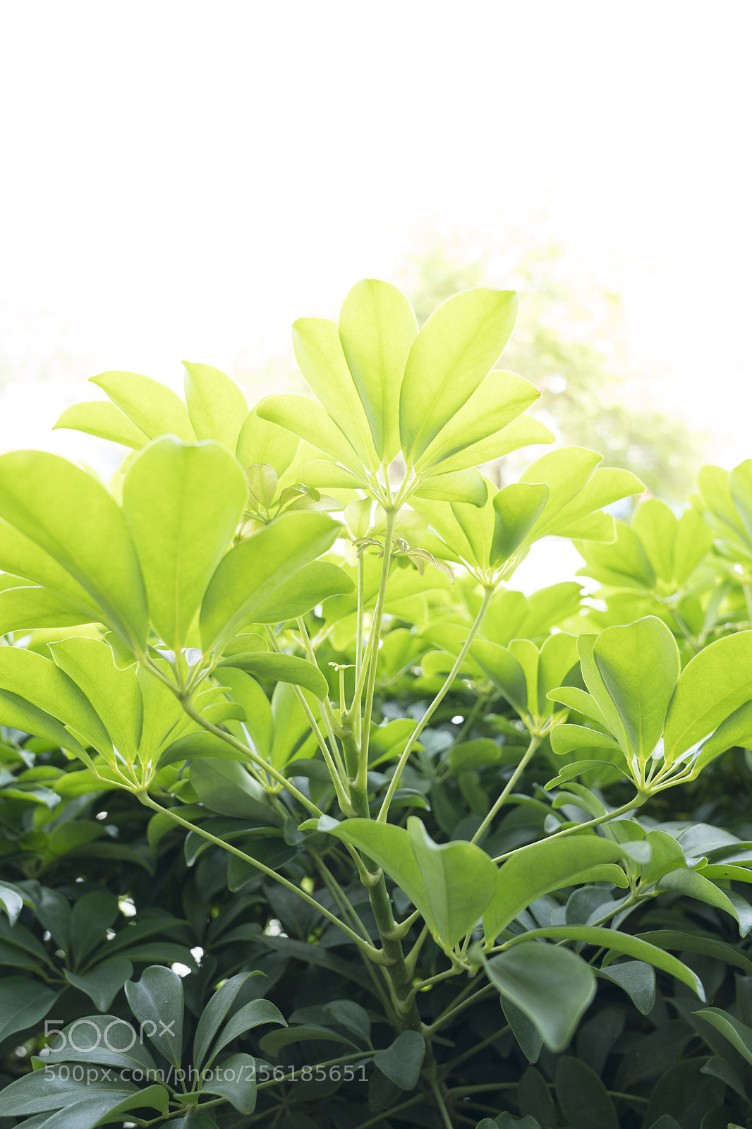 Sony a9 sample photo. Green gradient photography