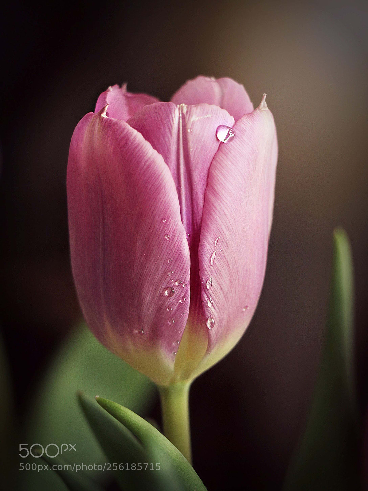 Canon EOS 70D sample photo. Tulip tears photography