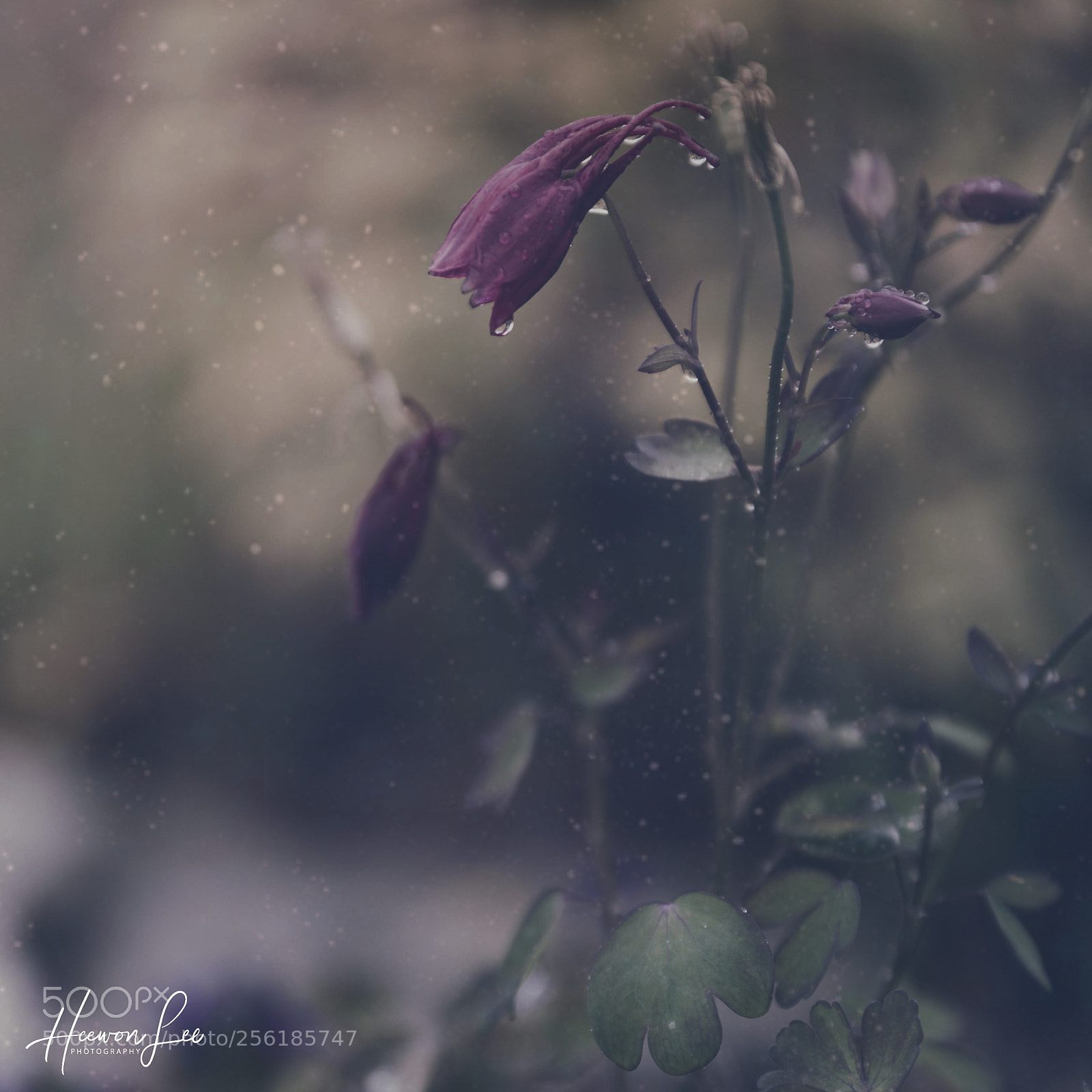 Canon EOS 6D sample photo. ᴿᴬᴵᴺᵞ  ᴹᴼᴿᴺᴵᴺᴳ photography