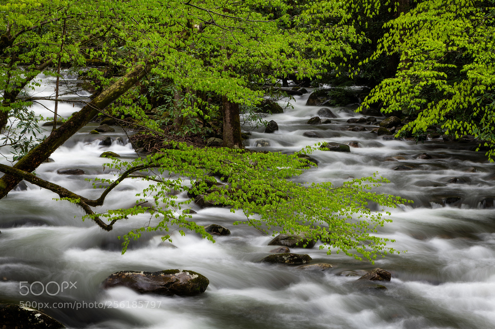 Nikon D850 sample photo. River photography