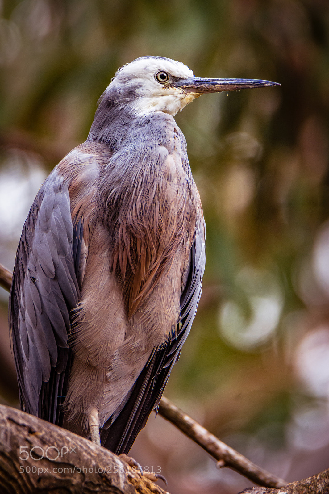Nikon D7200 sample photo. White-faced heron i photography