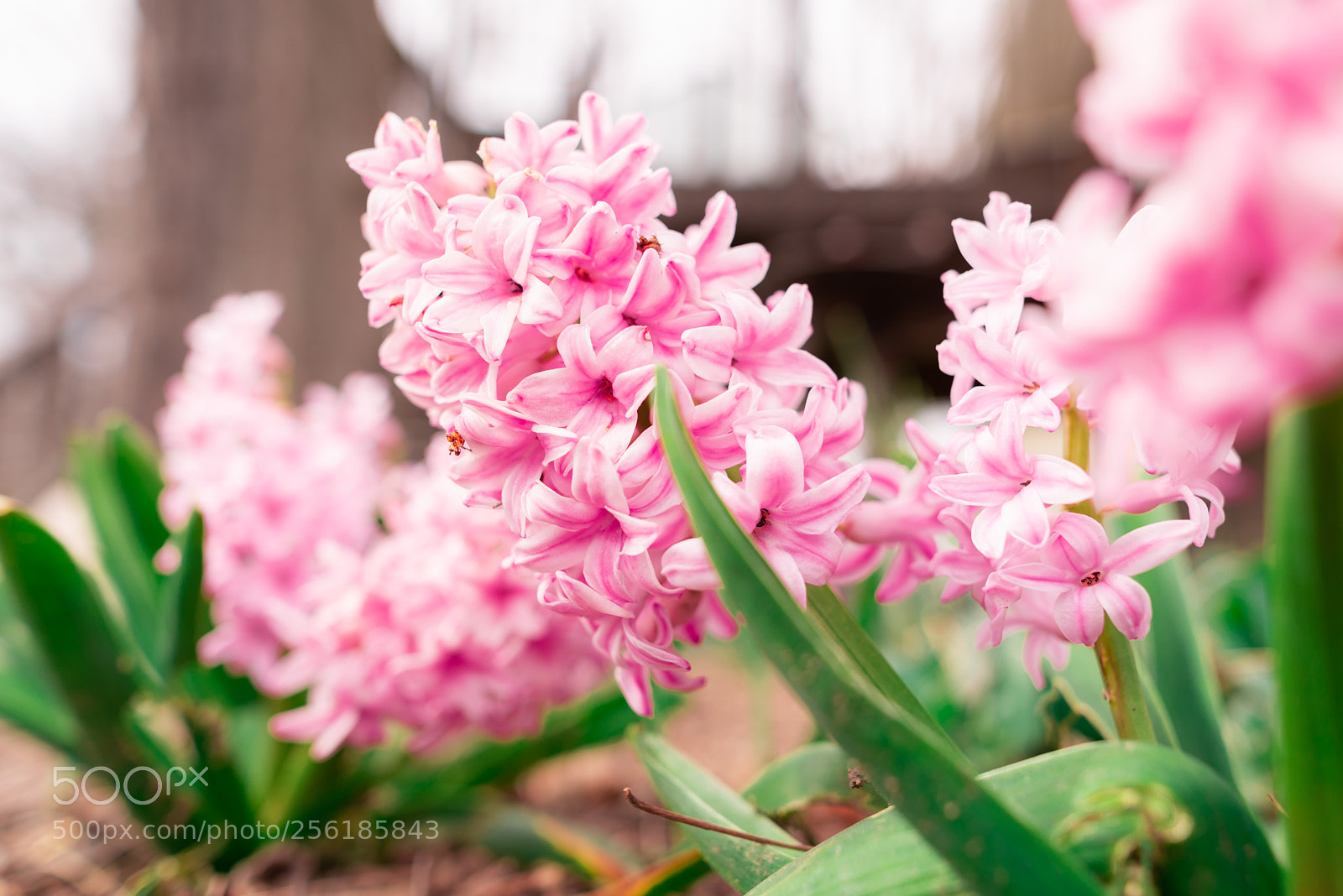 Nikon D810 sample photo. Flower photography