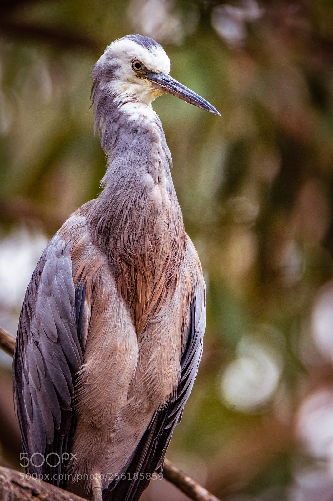 Nikon D7200 sample photo. White-faced heron ii photography
