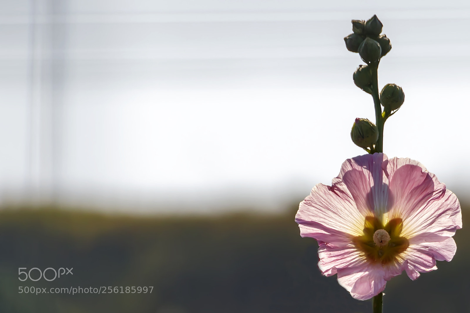 Canon EOS 80D sample photo. Mallow flower in counter photography