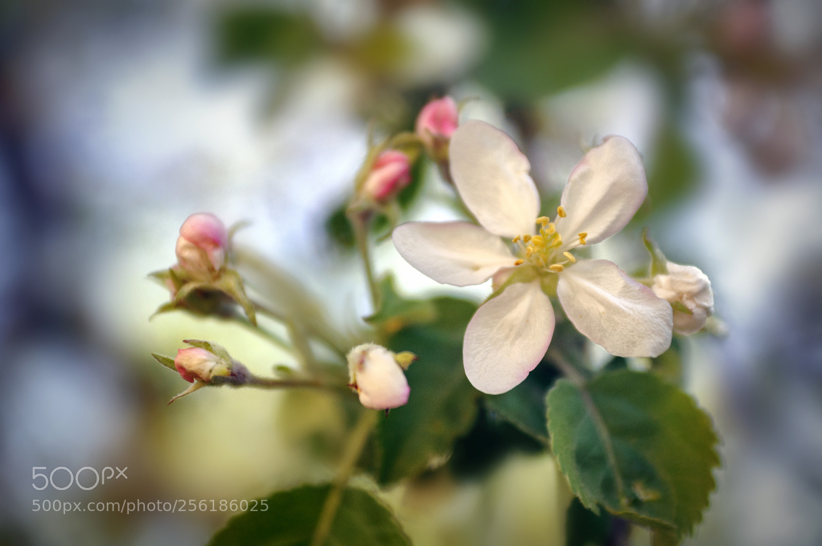 Nikon D90 sample photo. ... photography