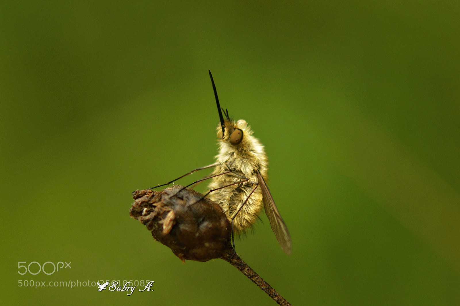 Nikon D3200 sample photo. En garde! photography