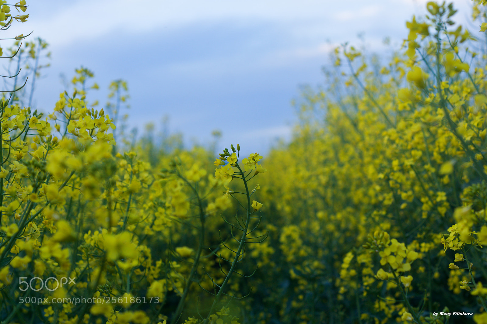 Sony ILCA-77M2 sample photo. Yellow bath photography