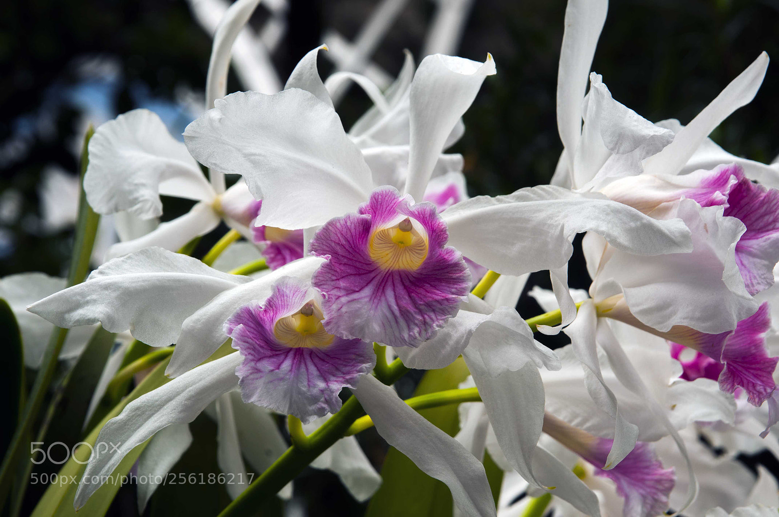 Nikon D300 sample photo. Lovely photography