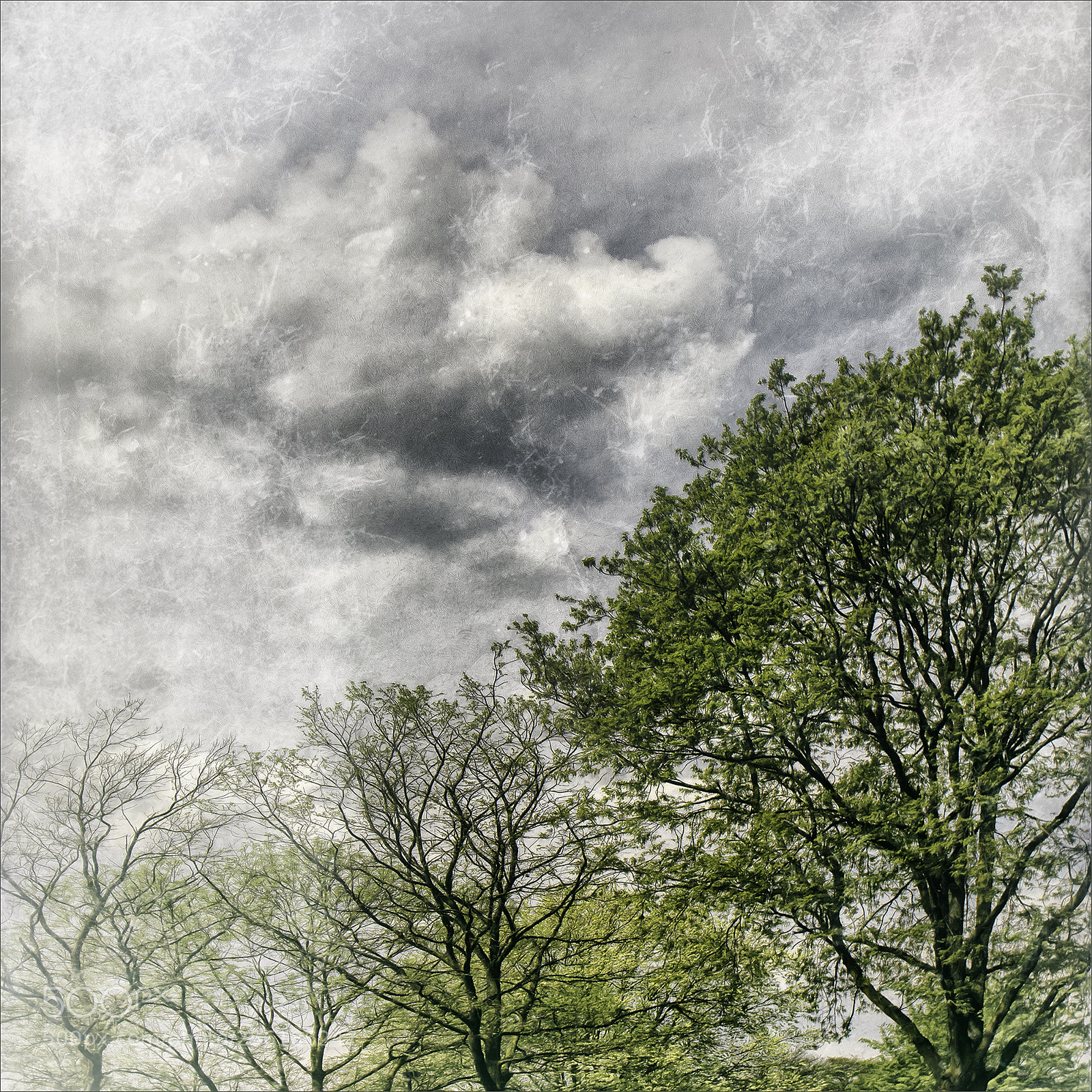 Canon EOS 80D sample photo. Spring green iii photography